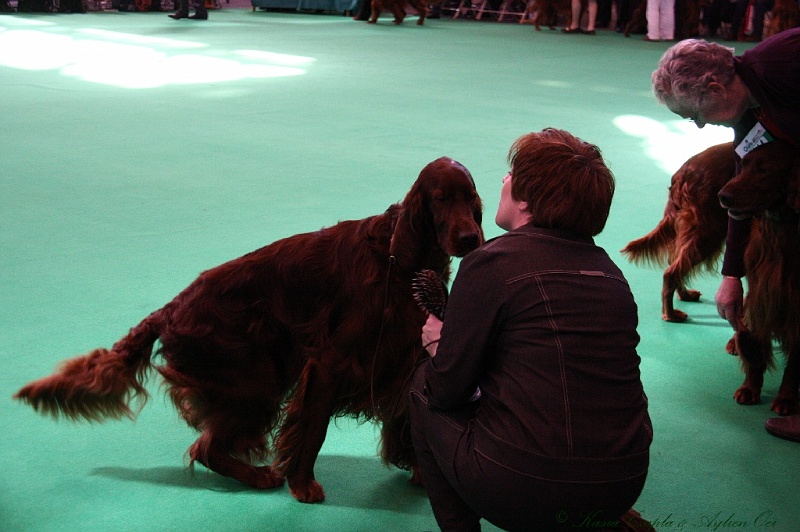 Crufts2011 534.jpg